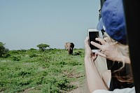 Elephant posing for a photo in savuti