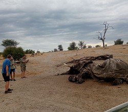 Carcass of elephant in the Boteti River during dry season