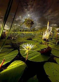 Water lily