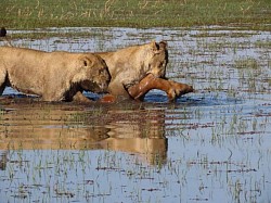 Chobe river