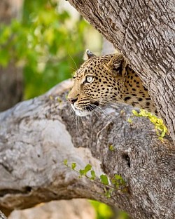 Leopard spotted in khwai area