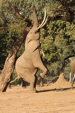 Elephant reaching for fresh tree  leaves