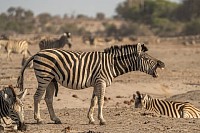 Male zebra at makgadikgadi