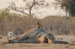 Dead baby elephant